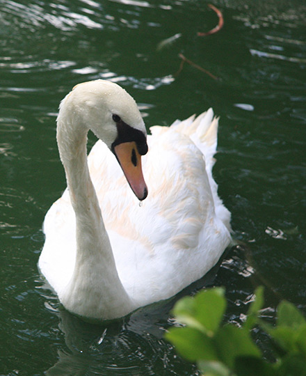 Serene Swan - Malta