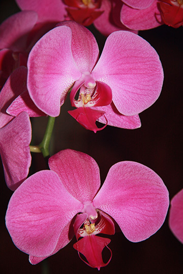 Dramatic Duo, pink orchids