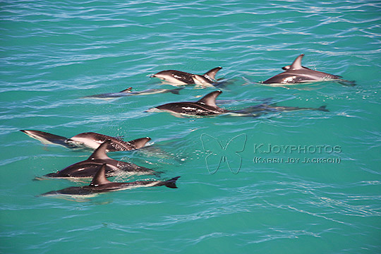 NZ Dolphins