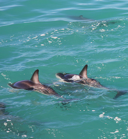 Dolphin Duo - Kaikoura NZ