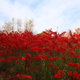 Profusion in Red