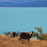 Sheep at Lake Tekapo
