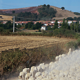 Tuscany Sheep