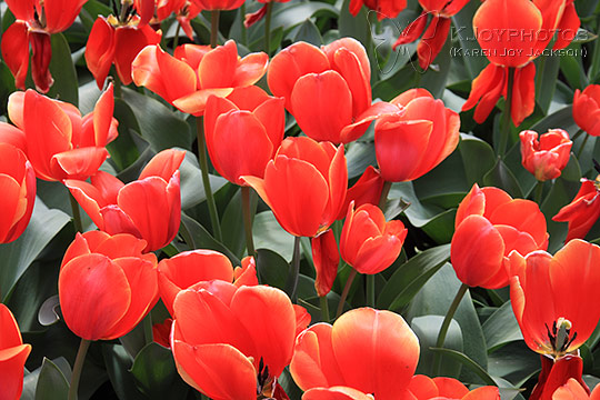 Velvery Tulips