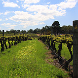 Vineyard Vista
