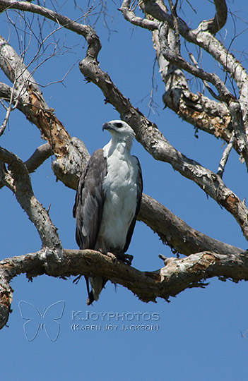 Powerful Stance - White-bellied Sea Eagle