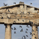 Birds in Flight - Roman Agora in Athens
