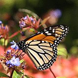 Spotted Beauty - butterfly in NZ