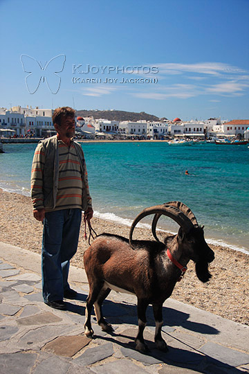 Unusual Sight - Mykonos man walking his goat
