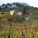 Lucca Landscape
