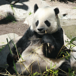 Panda at Lunch
