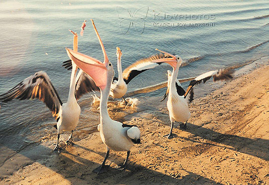 It's Mine - White Pelicans in Australia