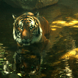 Tiger's reflection