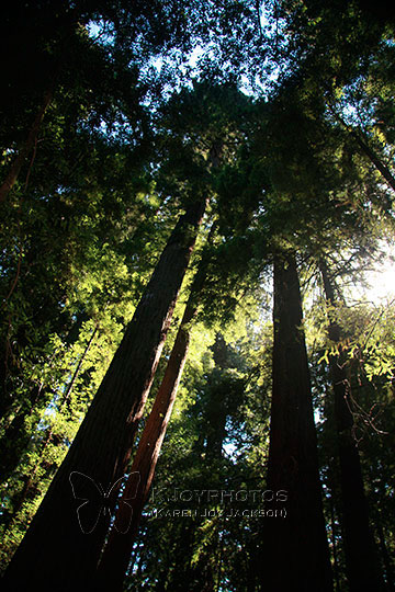 Towering Redwoods, California
