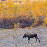 Bull Moose in Denali
