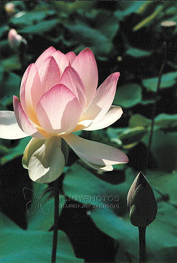 Perfect Petals - water lily with bud