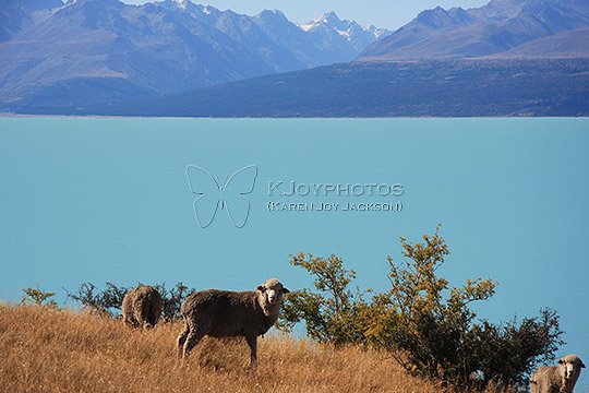 Sheep at Lake Tekapo