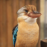 Blue-wimged Kookaburra