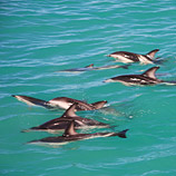 NZ Dolphins