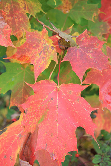 Maple Leaf Colors
