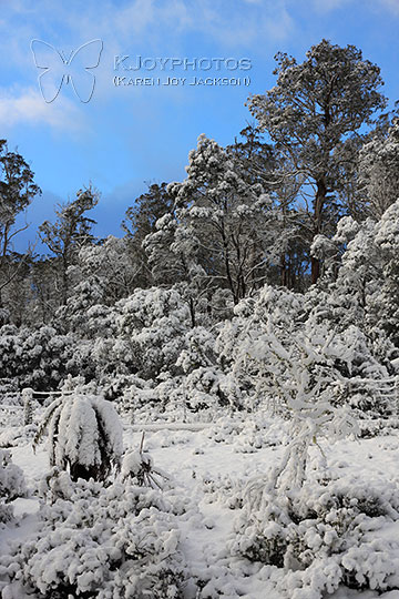 Snow at Cradle Mountain