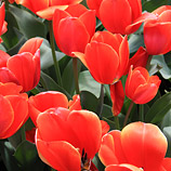 Velvety Tulips
