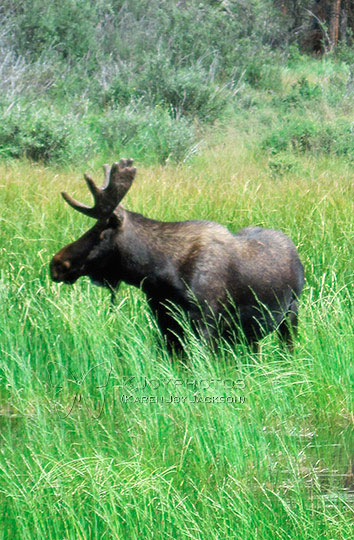 Powerful Stance - Bull Moose near Rocky Mountain National Park in Colorado