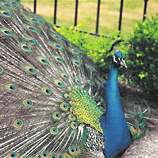 Regal Peacock - St. Michelle Winery, Washington