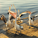 It's Mine - white pelicans in Australia