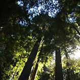 Towering Redwoods - California