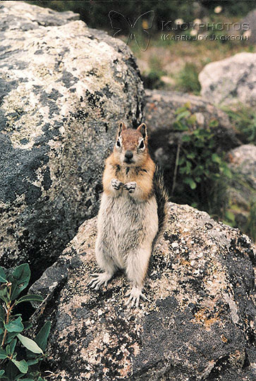 Am I Cute - ground squirrel in Alberta, Canada