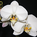 Orchid Mouths